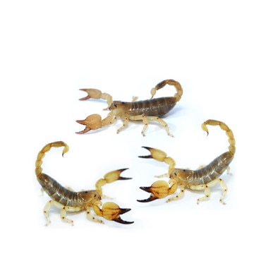 Group of 3 Gold Scorpion